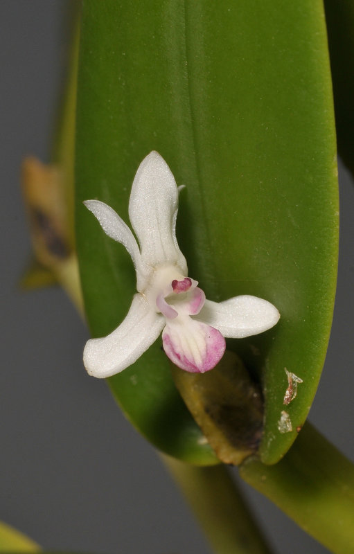 Dendrobium versteegii