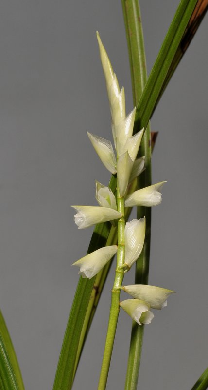 Entomophobia kinabaluensis. Closer.