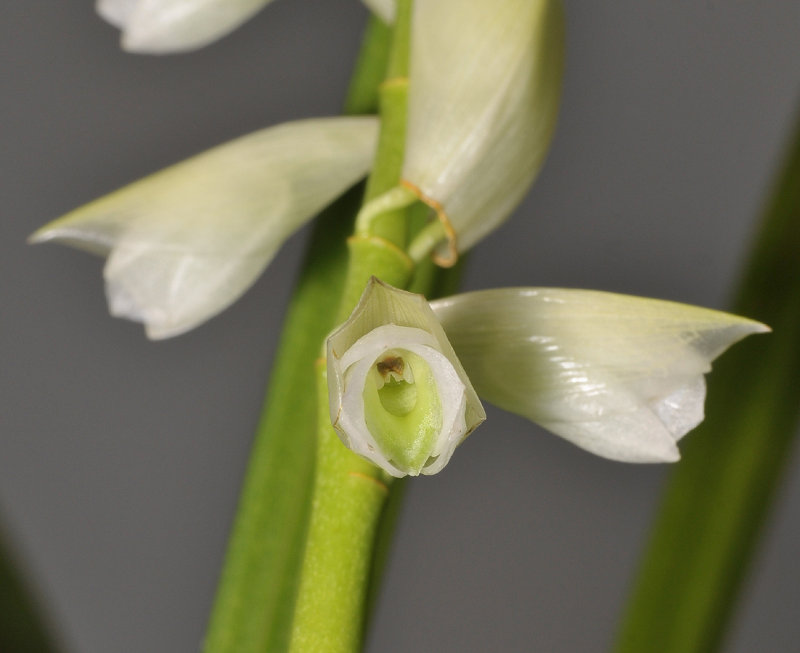 Entomophobia kinabaluensis. Close-up.