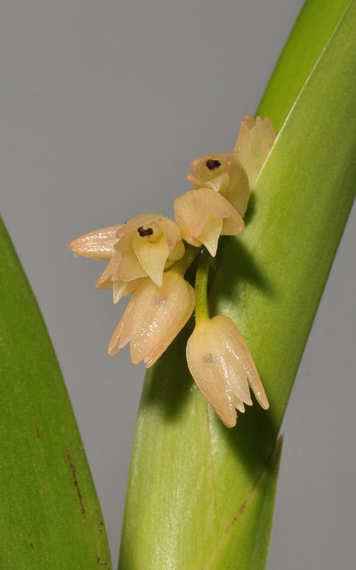 Epipblastus masarangicus. Close-up.