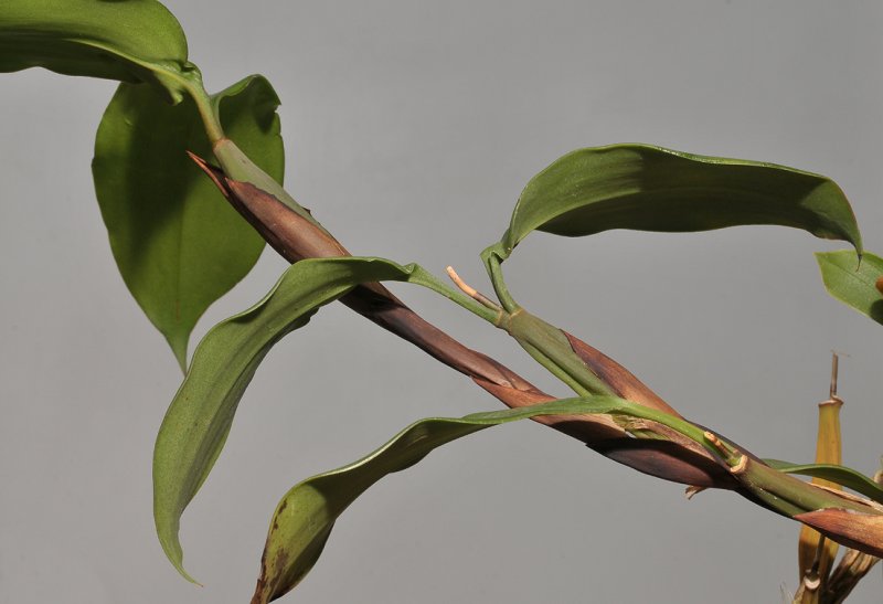 Pholidota gibbosa. Plant detail.