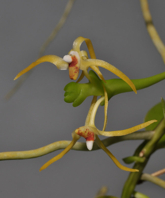 Thrixspermum acuminatissimum. Closer.