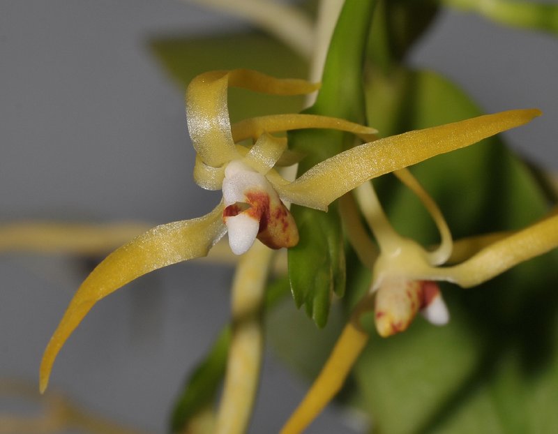 Thrixspermum acuminatissimum. Close-up.