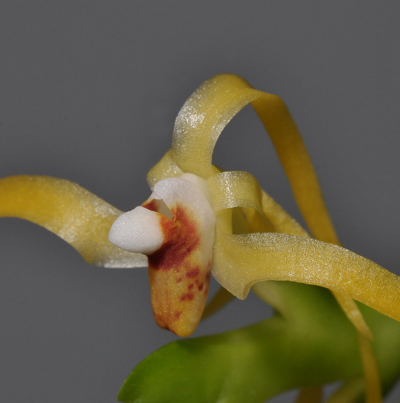 Thrixspermum acuminatissimum. Close-up.
