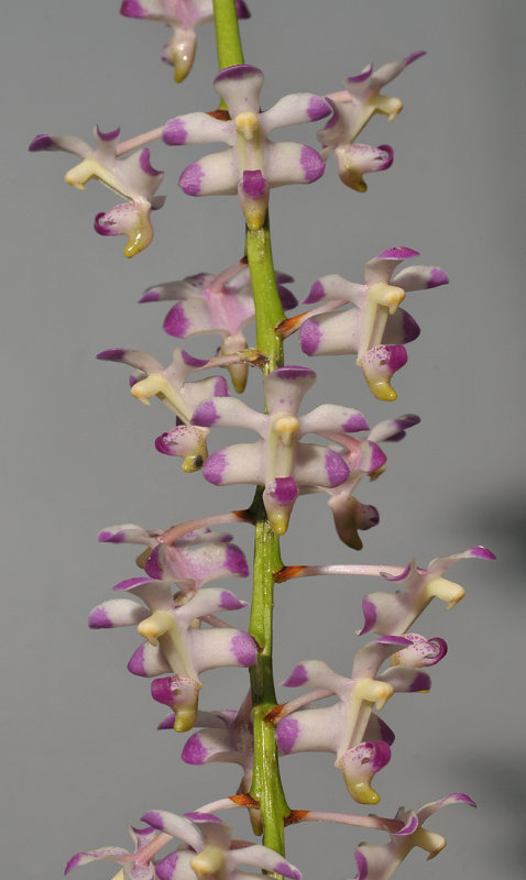 Aerides inflexa