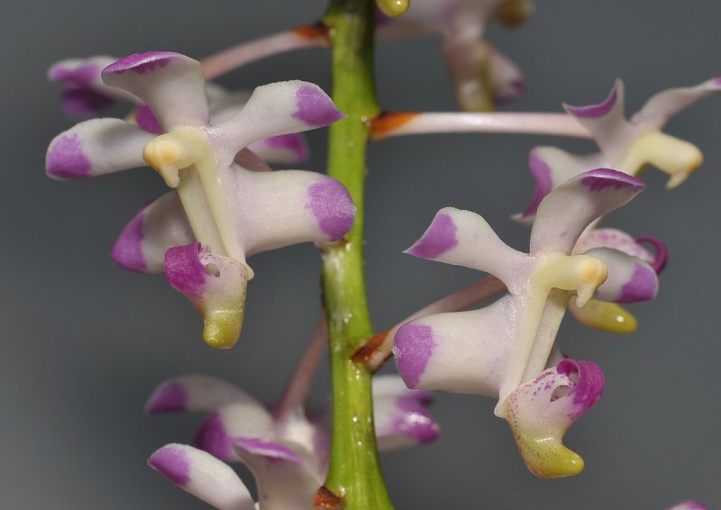Aerides inflexa. Closer.