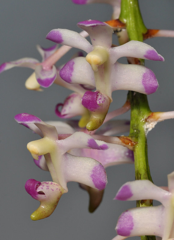 Aerides inflexa. Closer.