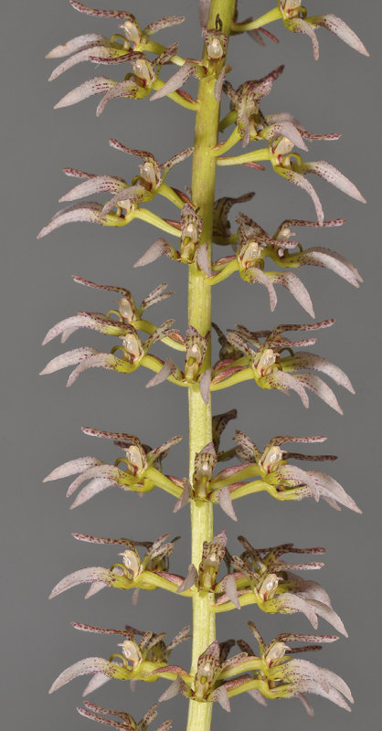 Bulbophyllum lissoglossum. Closer.