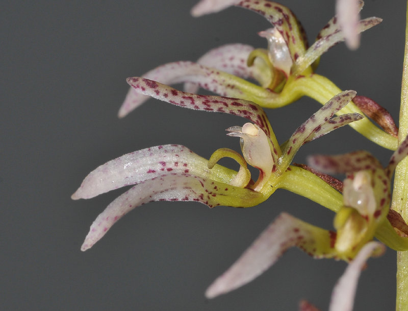 Bulbophyllum lissoglossum. Close-up.