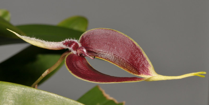 Bulbophyllum maxillare. Closer.