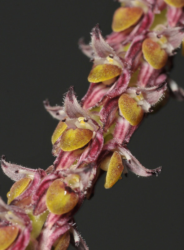 Bulbophyllum coniferum. Close-up.