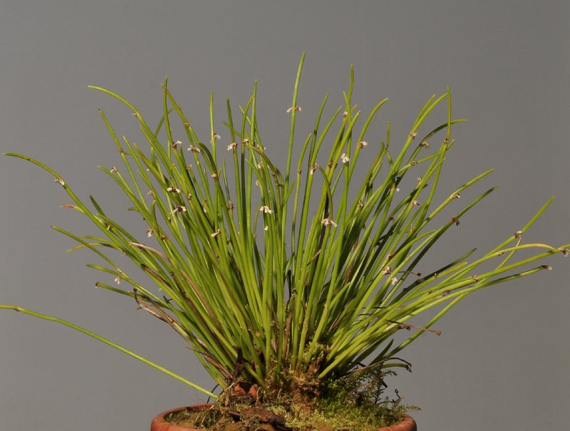 Ceratostylis platychila.