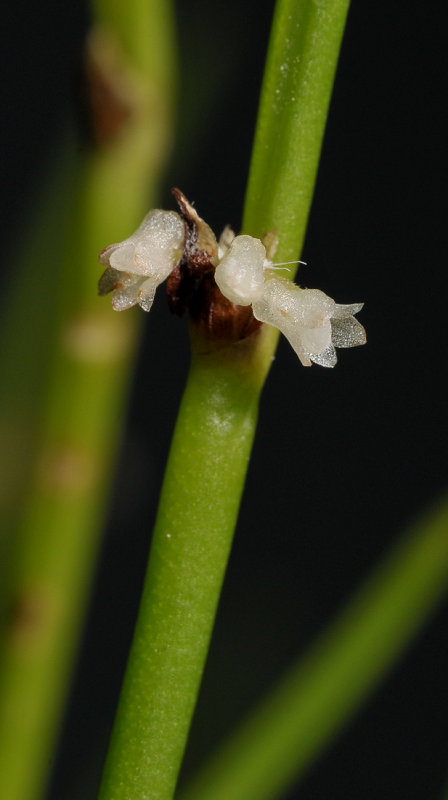 Ceratostylis platychila. Close-up.