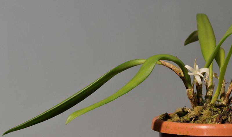 Ceratostylis pulchella.
