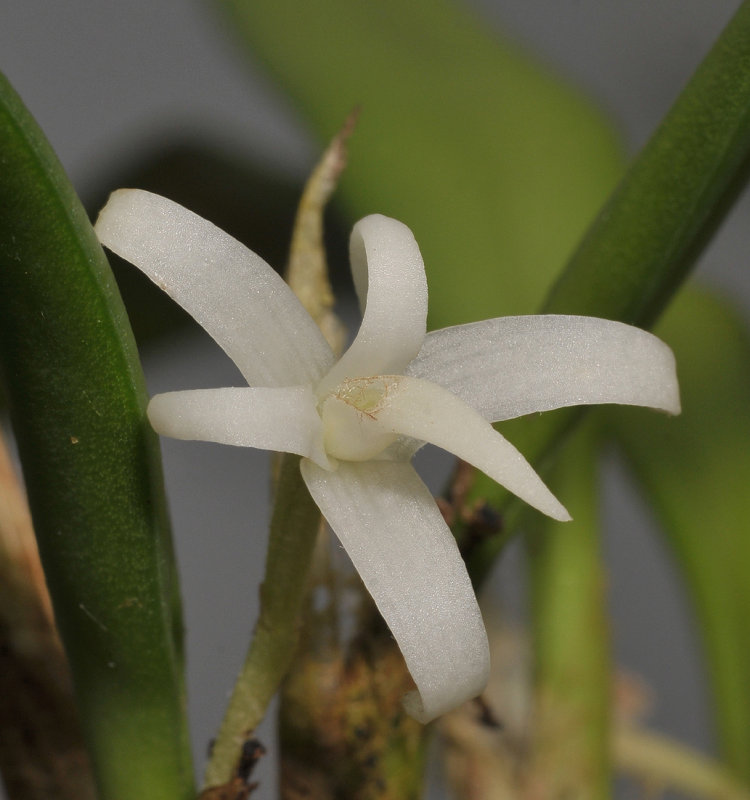 Ceratostylis pulchella. Close-up.