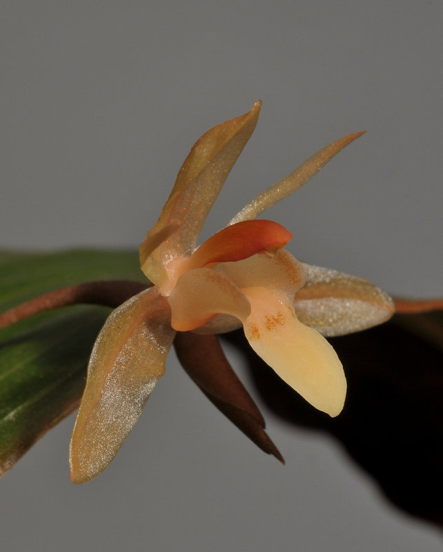 Coelogyne renae. Close-up.