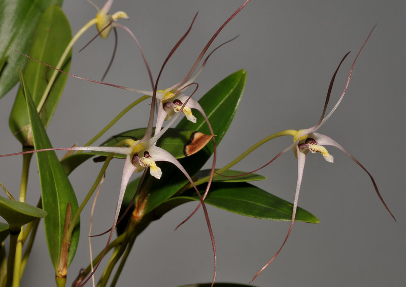 Dendrobium lageniforme. Closer.
