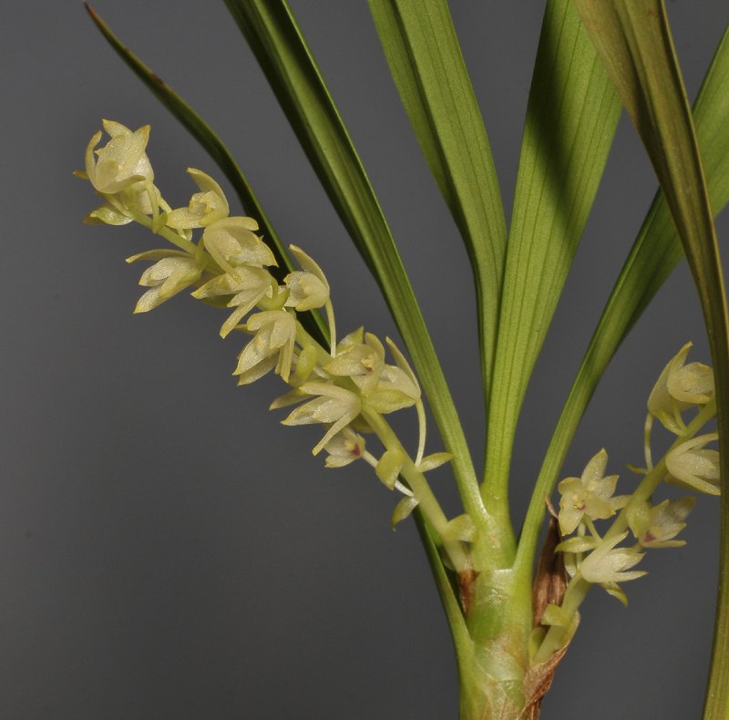 Eria spec. sect. Polyura. Closer.