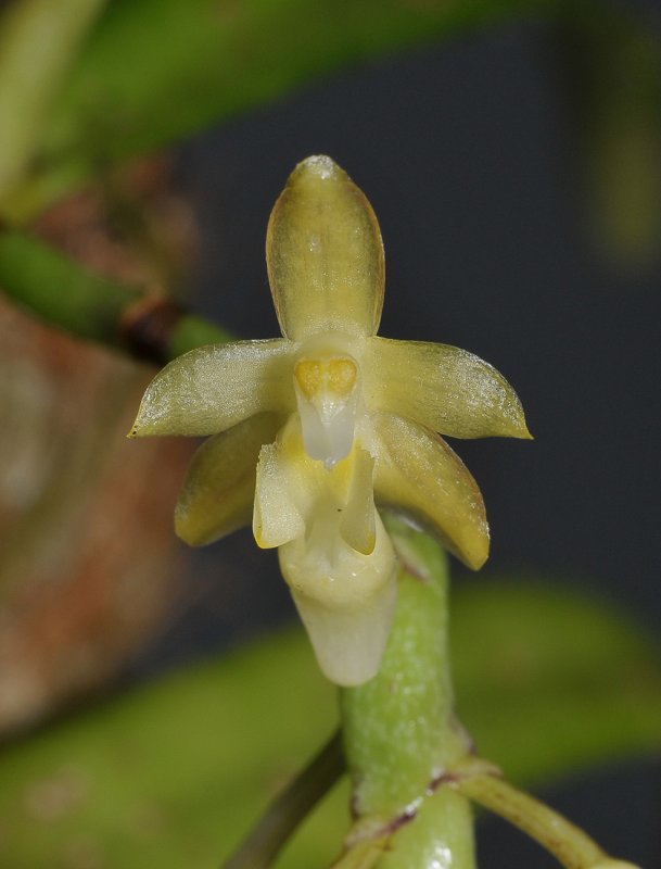 Micropera pallida. Close-up.
