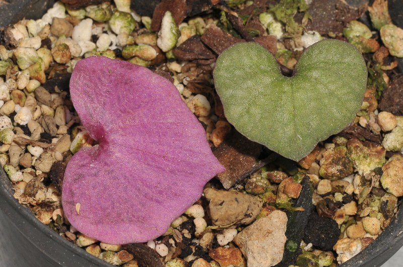 Nervilia spec. Autumn colour.