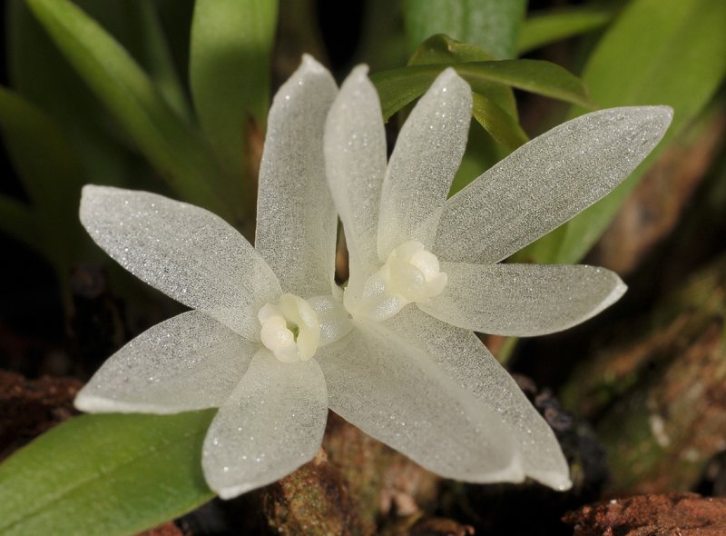 Notheria diaphana. Close-up.