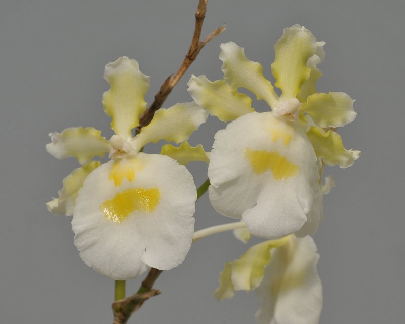Oncidium fuscatum f. alba.