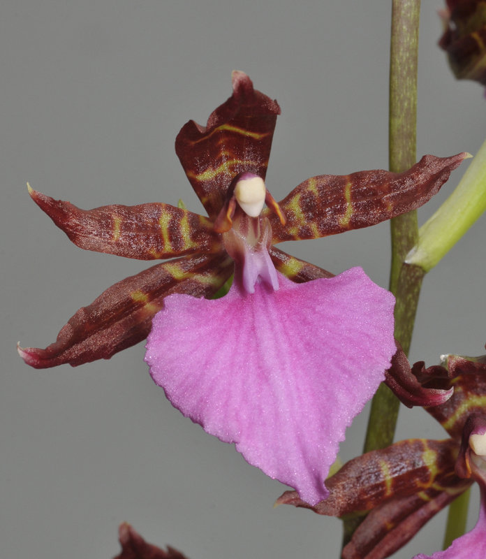 Rhynchostele bictoniensis. Close-up.