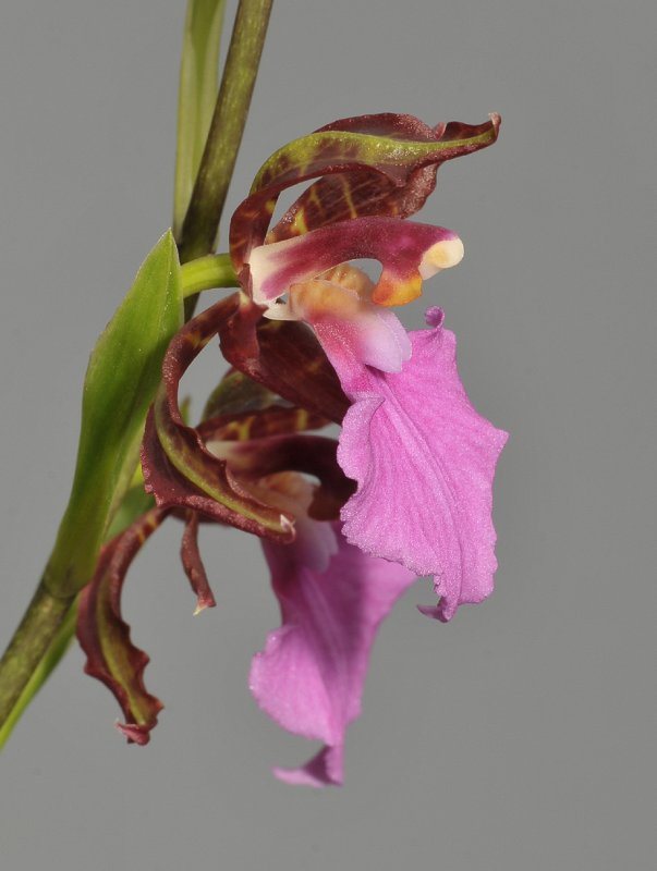 Rhynchostele bictoniensis. Close-up side.