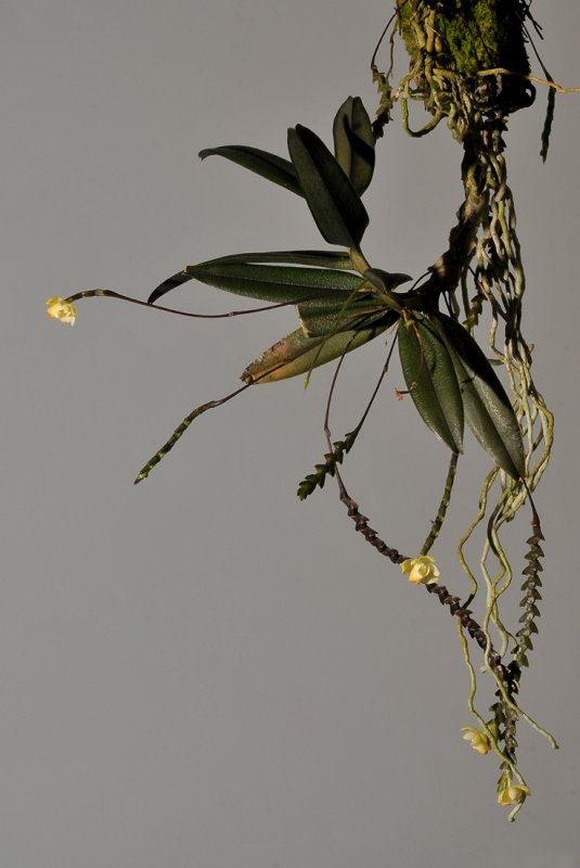 Thrixspermum purpurascens.