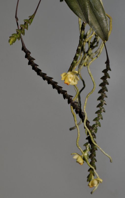 Thrixspermum purpurascens. Closer.