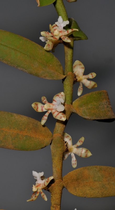 Trichoglottis sororia. Closer.