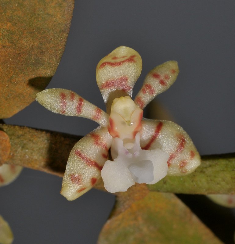 Trichoglottis sororia. Close-up.