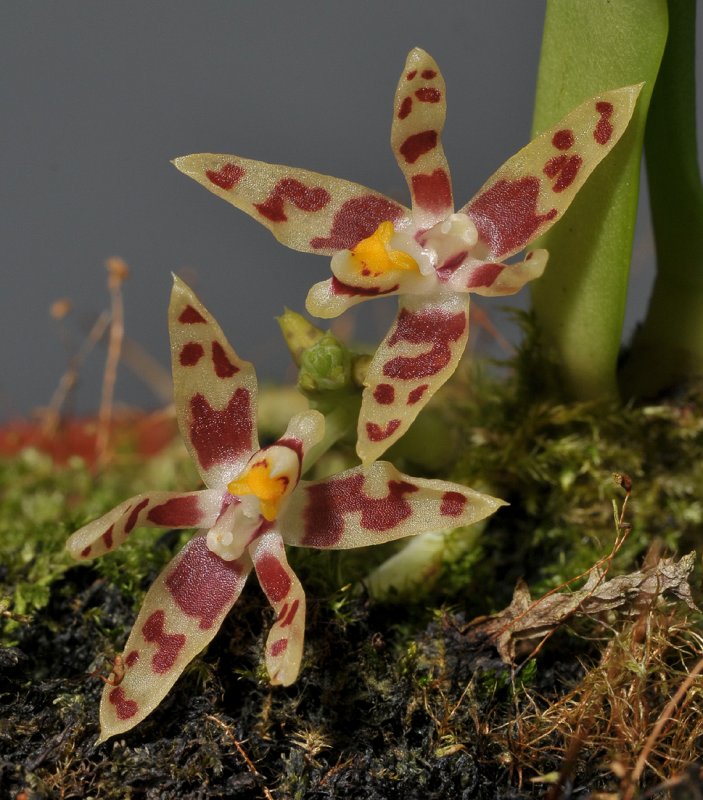 Tuberolabium rhopalorrhachis. Close-up.
