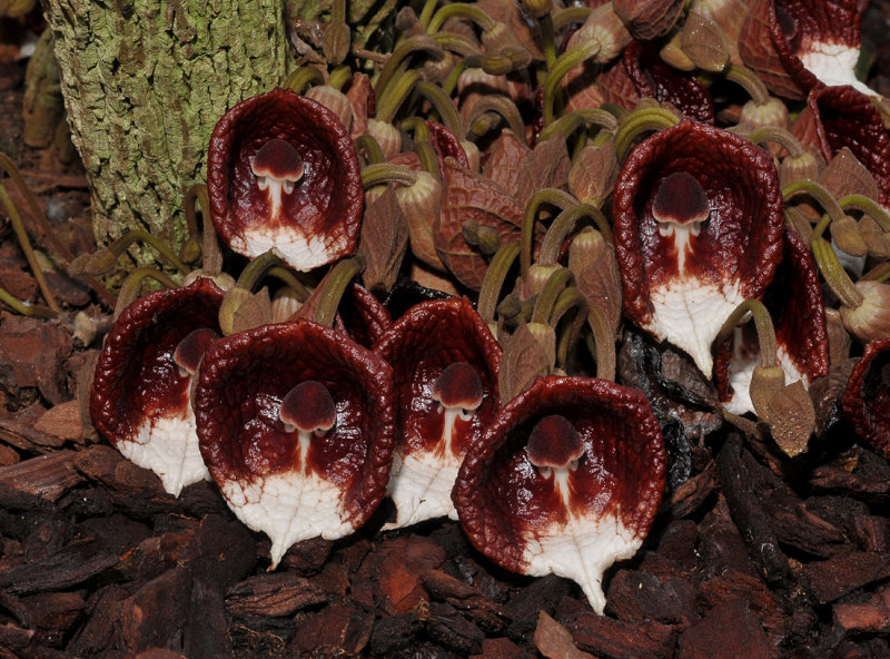 Aristolochia arborea. Closer.