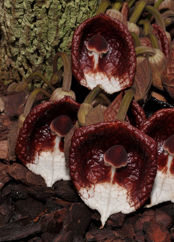 Aristolochia arborea. Close-up.
