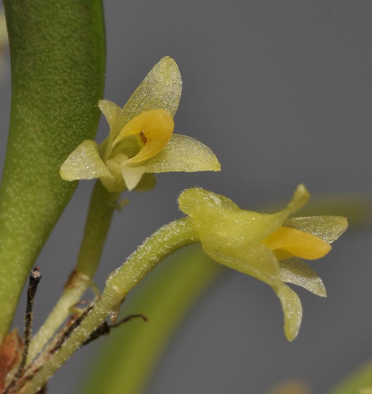 Ceratostylis spec. Close-up.