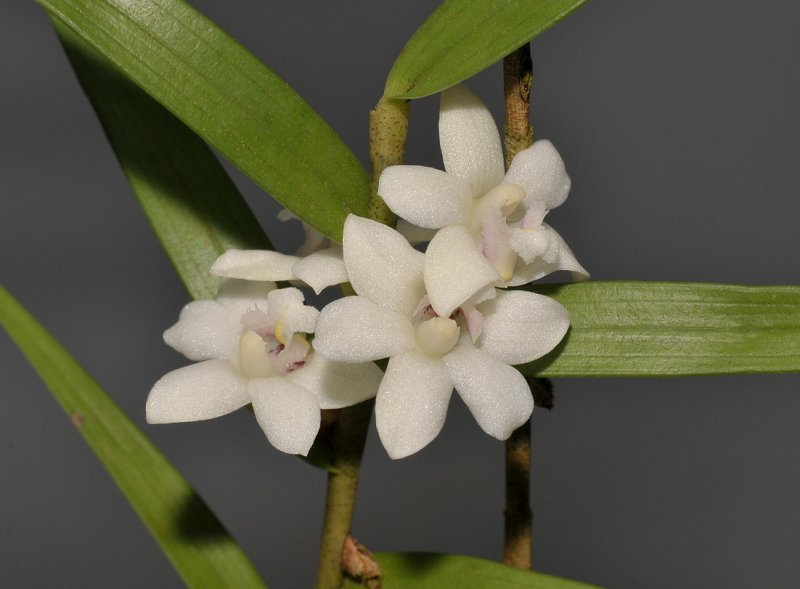 Dendrobium  rugulosum. Closer.