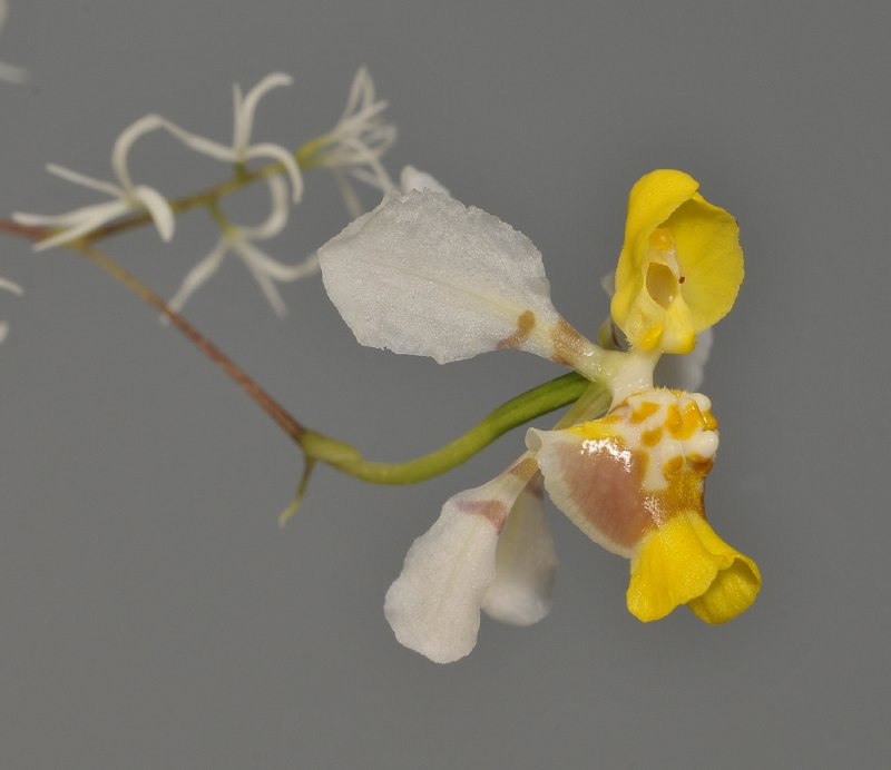 Oncidium heteranthum f. alba. Close-up.
