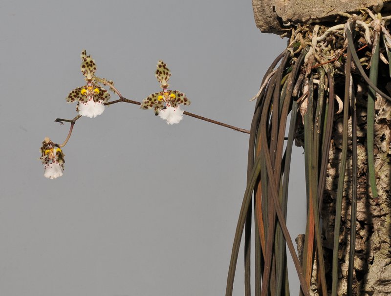 Trichocentrum jonesianum.