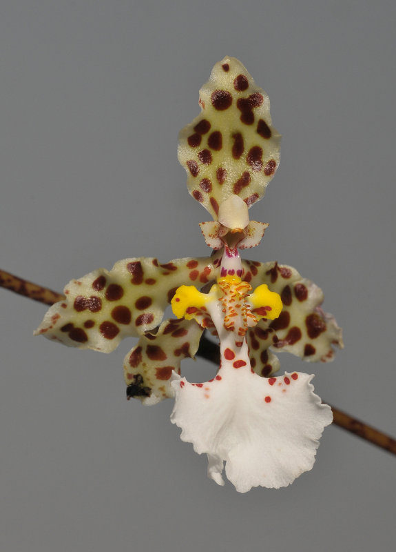 Trichocentrum jonesianum. Close-up.