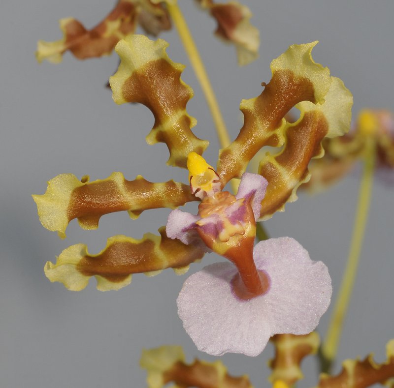 Oncidium maduroi.