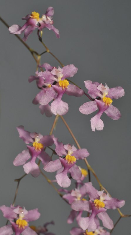 Oncidium sotoanum.