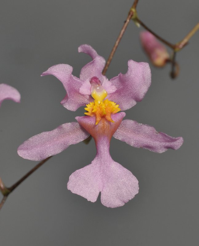 Oncidium sotoanum. Close-up.
