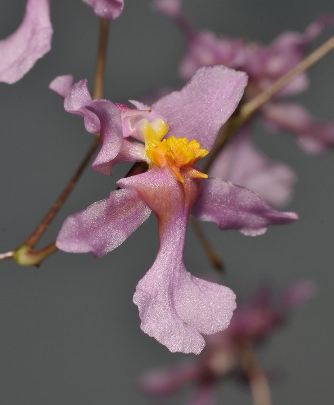 Oncidium sotoanum. Close-up. Side.