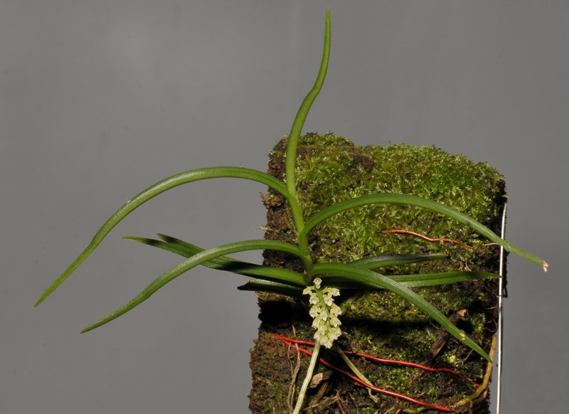 Schoenorchis sp.