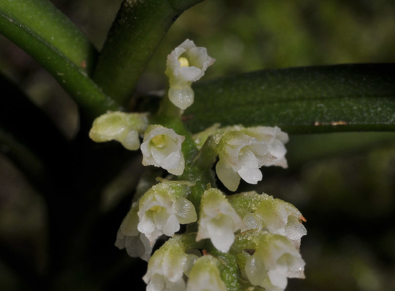 Schoenorchis sp. Close-up.