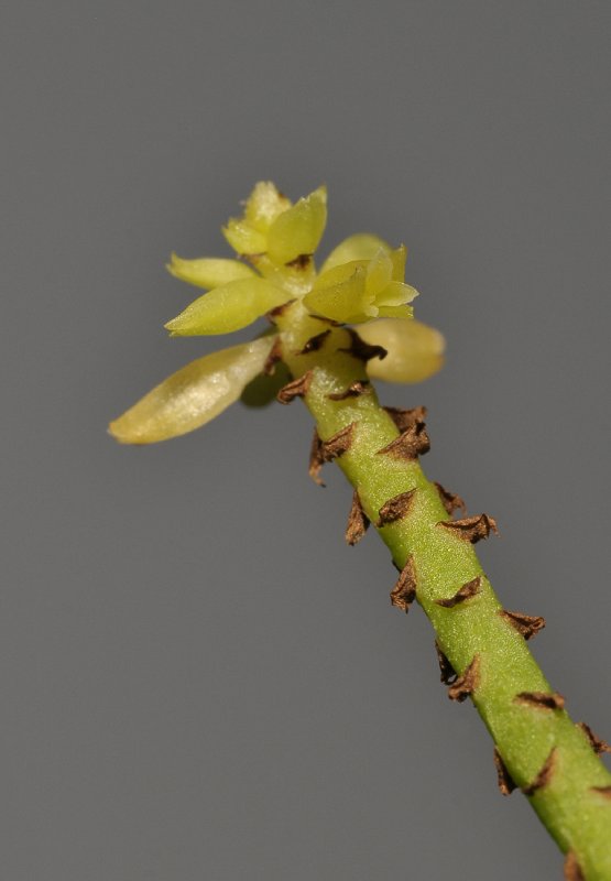 Thelasis pygmaea. Close-up.