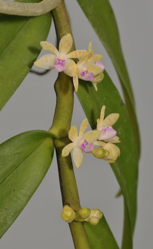 Trichoglottis rosea.
