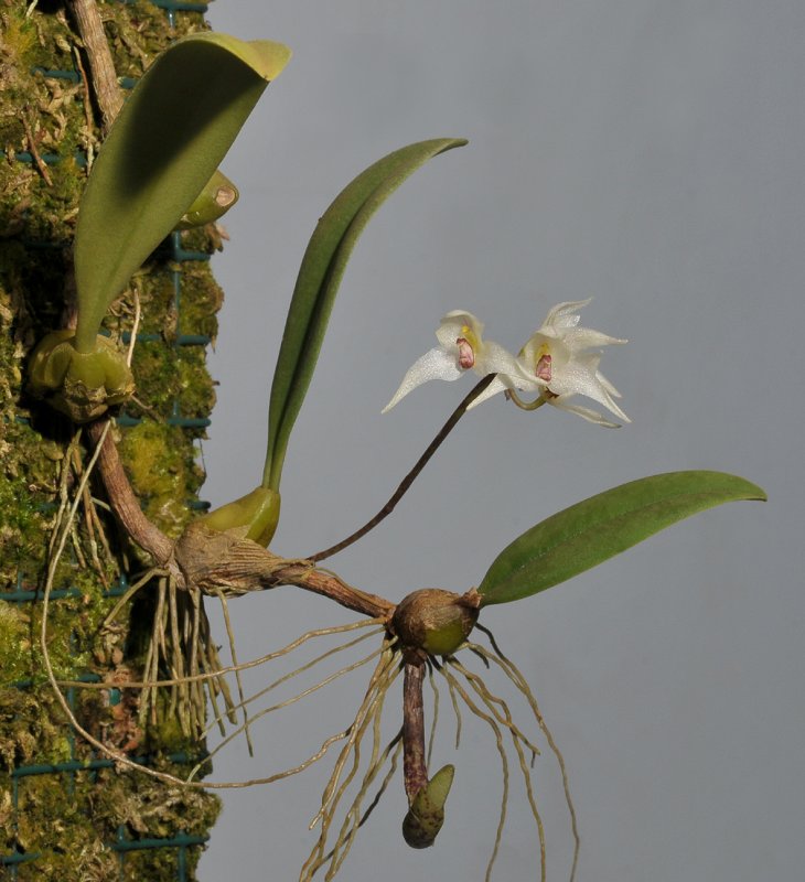 Bulbophyllum acutiflorum.