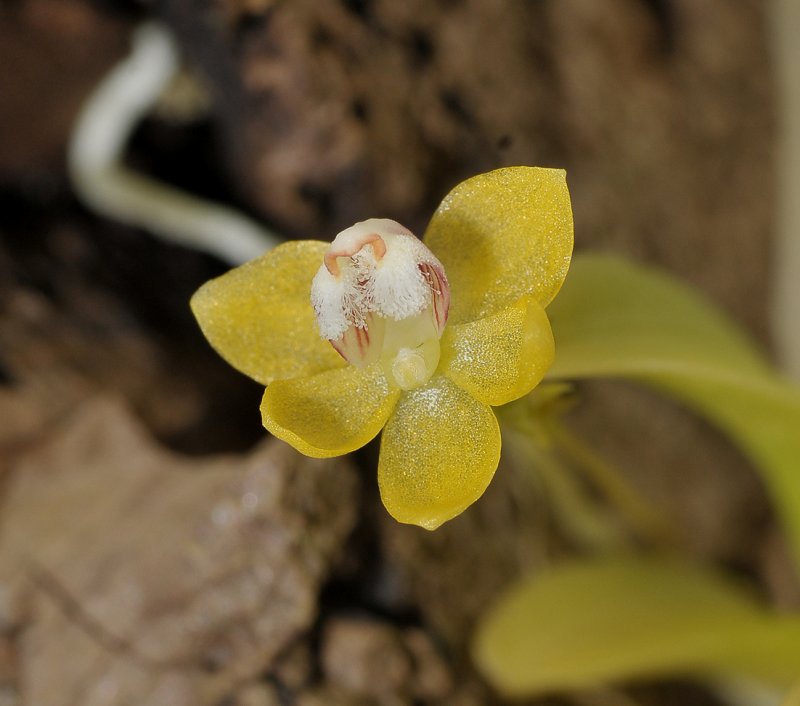 Thrixspermum. Close-up. spec.